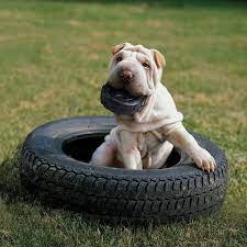 Are Tires Toxic To Dogs